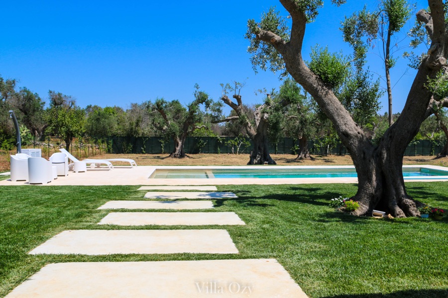 Long pool by the olive trees in morning light