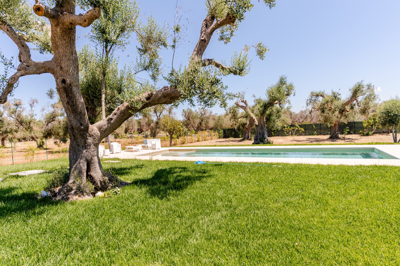 Private pool surrounded by centuries-old olive trees